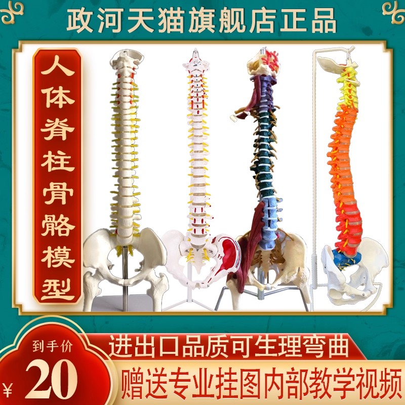 政河人体脊柱脊椎骨骼架模