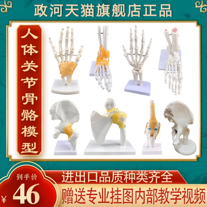 政河人体骨骼模型骨架手脚