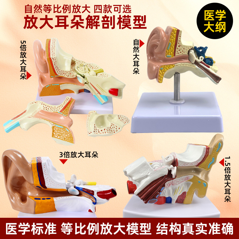 政河人体耳朵放大结构器官