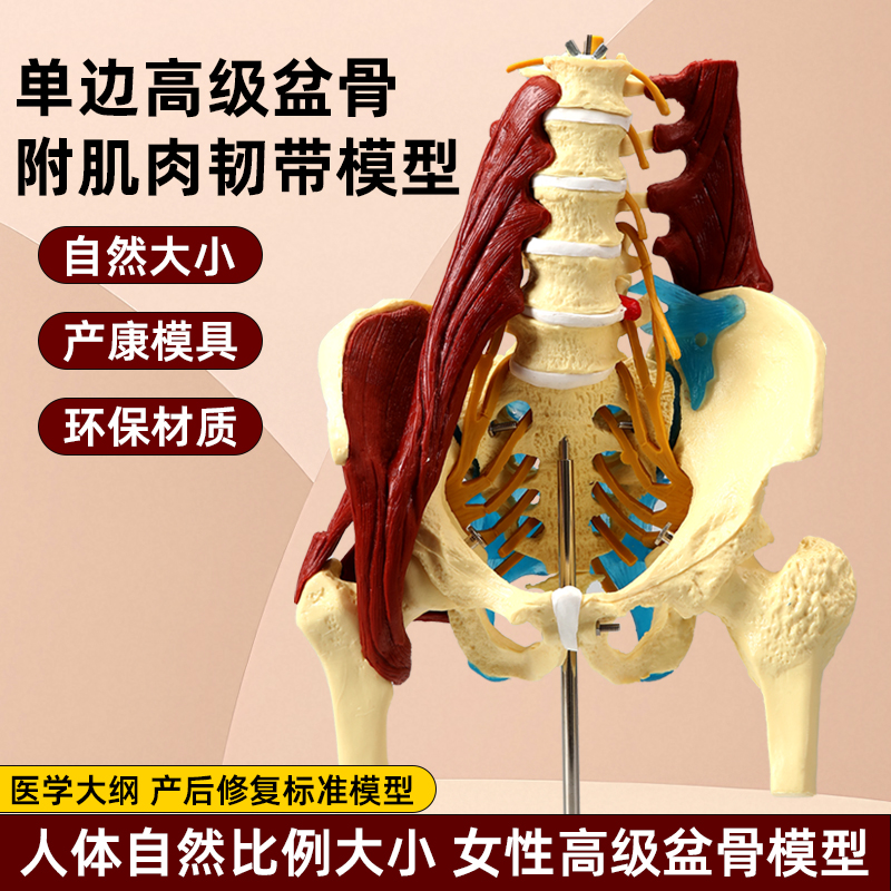 人体骨骼模型女性高级盆骨