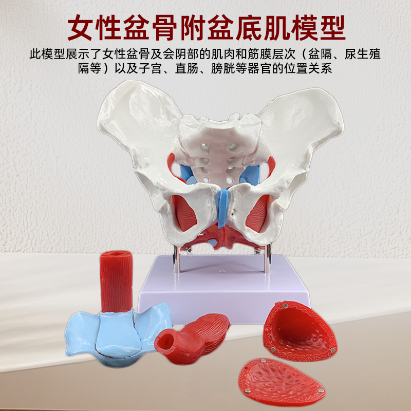 女性骨盆盆底肌肉模型人体