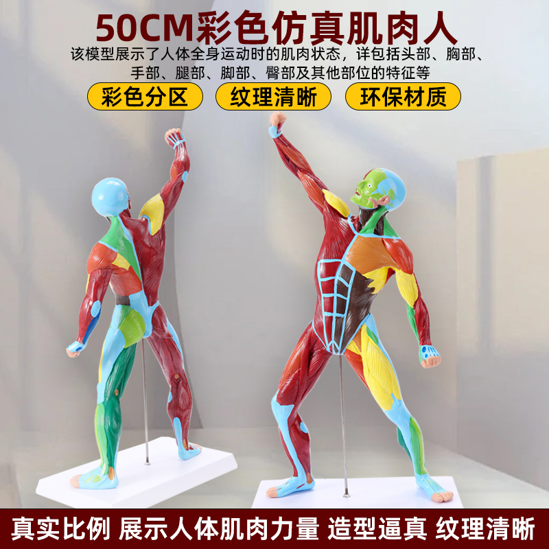 人体肌肉解剖模型50cm