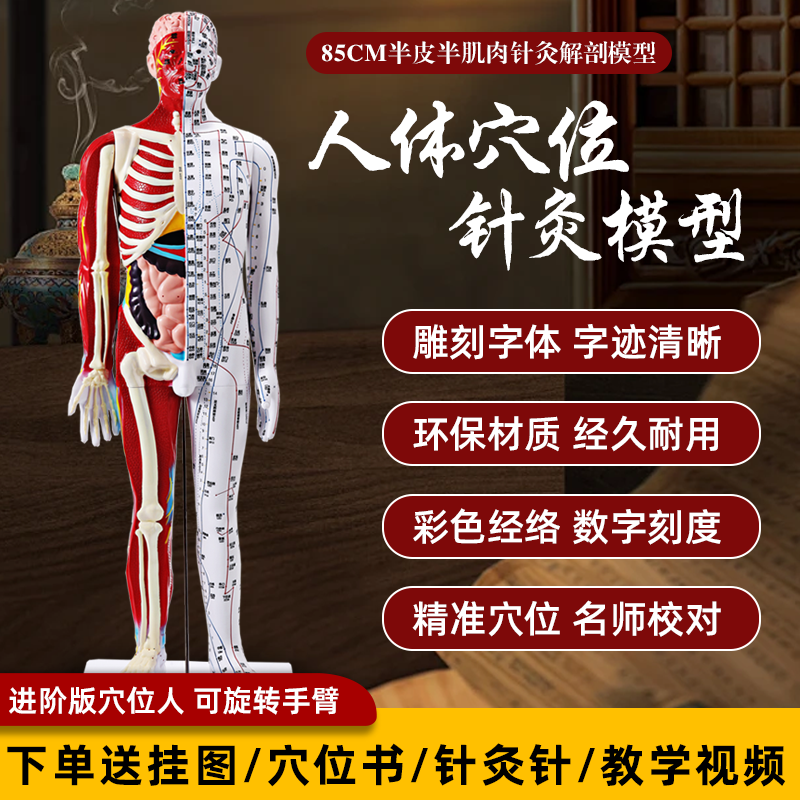 85cm仿真人体穴位模型