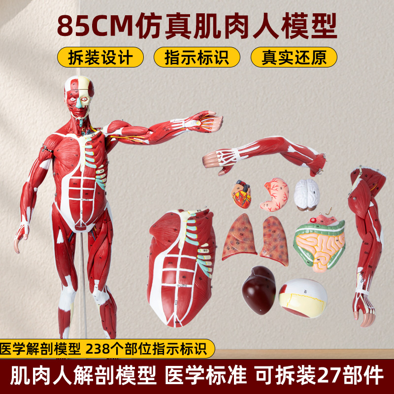 人体全身肌肉内脏器官拆卸