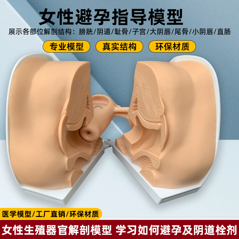 避孕指导模型女性宫内节育