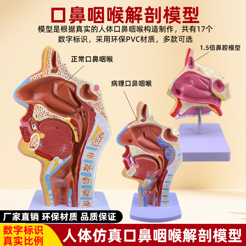 人体头部鼻腔模型口鼻喉内