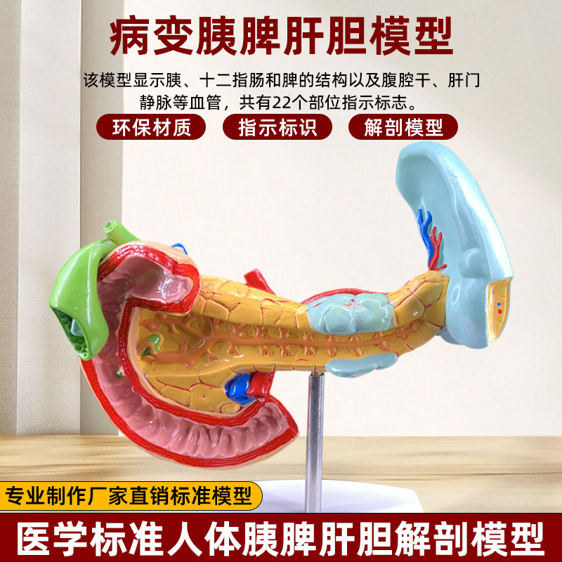 人体肝胆囊胰十二指肠胃结