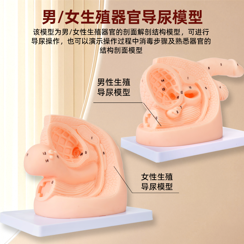 男性内外生殖器解剖及男女