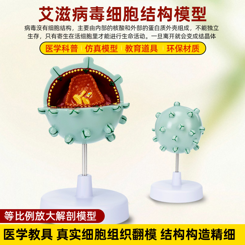 艾滋病毒细胞模型结构放大