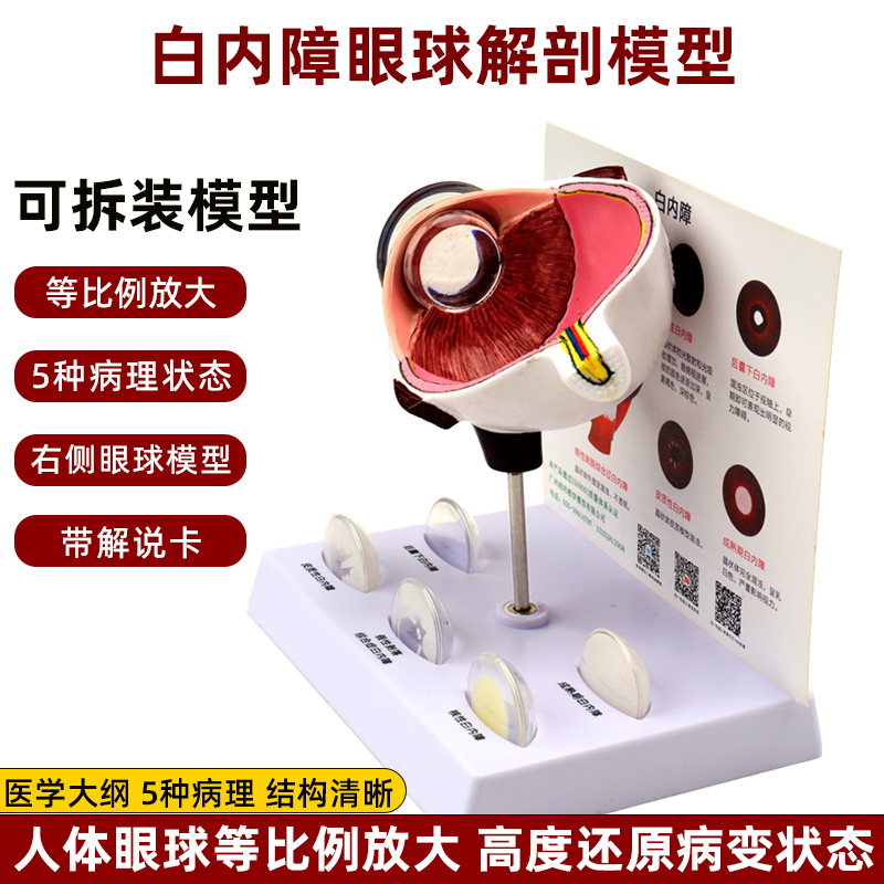 人体仿真眼睛眼球3d结构