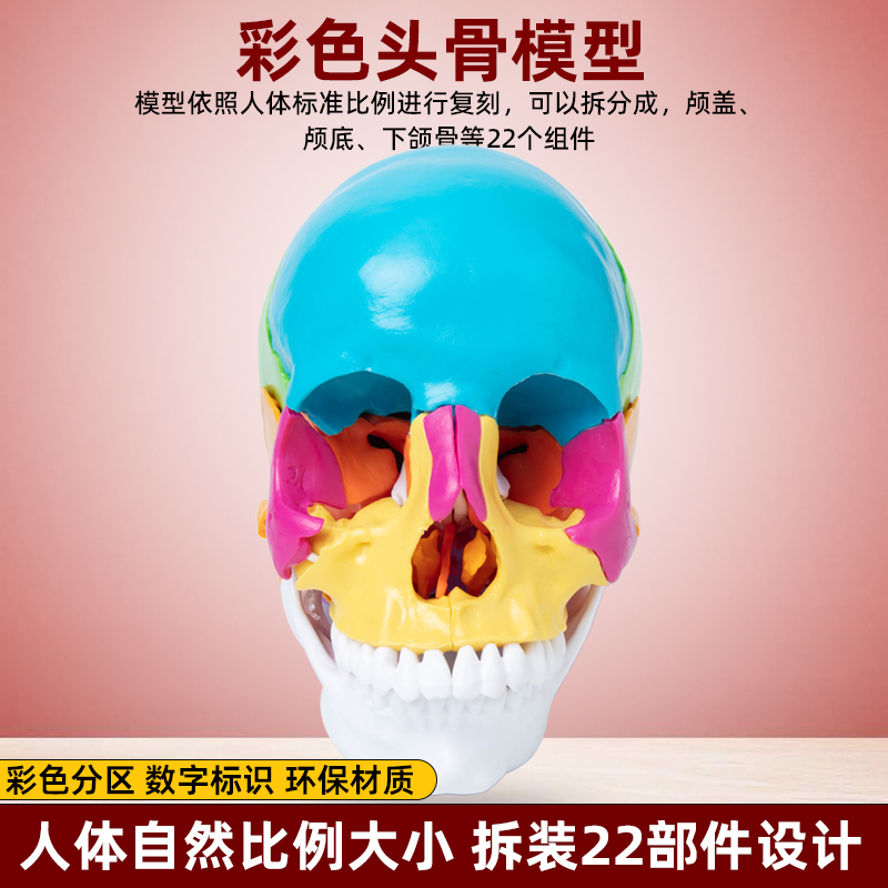 成人1：1医学仿真人体头