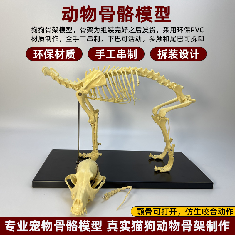 犬猫骨骼模型宠物医院摆件