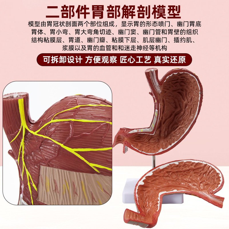 4d拼装人体正常病变胃部