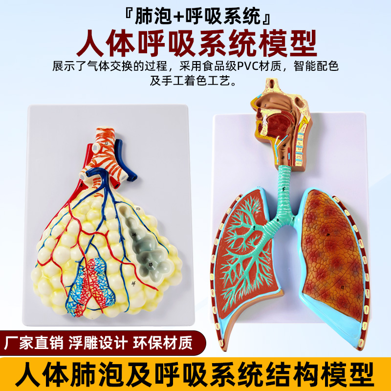 人体呼吸系统肺部解剖肺泡