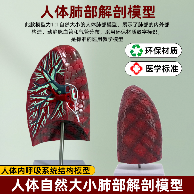 人体内脏模型健康肺部解剖