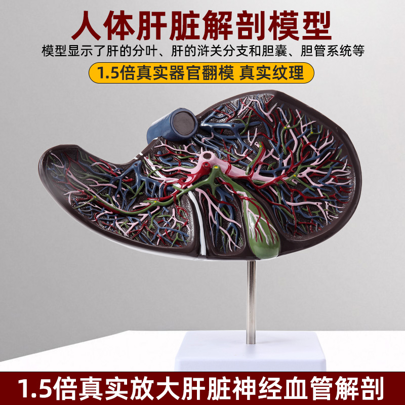人体肝胆囊血管模型肝脏解剖模型消化外肝胆科消化系内脏器官构造