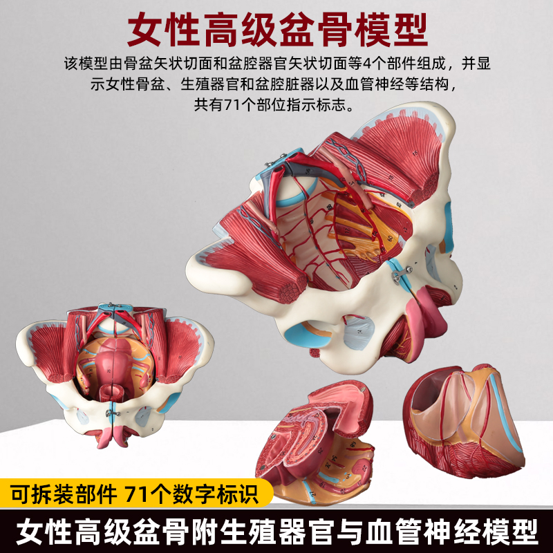 女性骨盆盆底肌肉解剖模型分娩产后生殖恢复医学盆腔器官结构教具