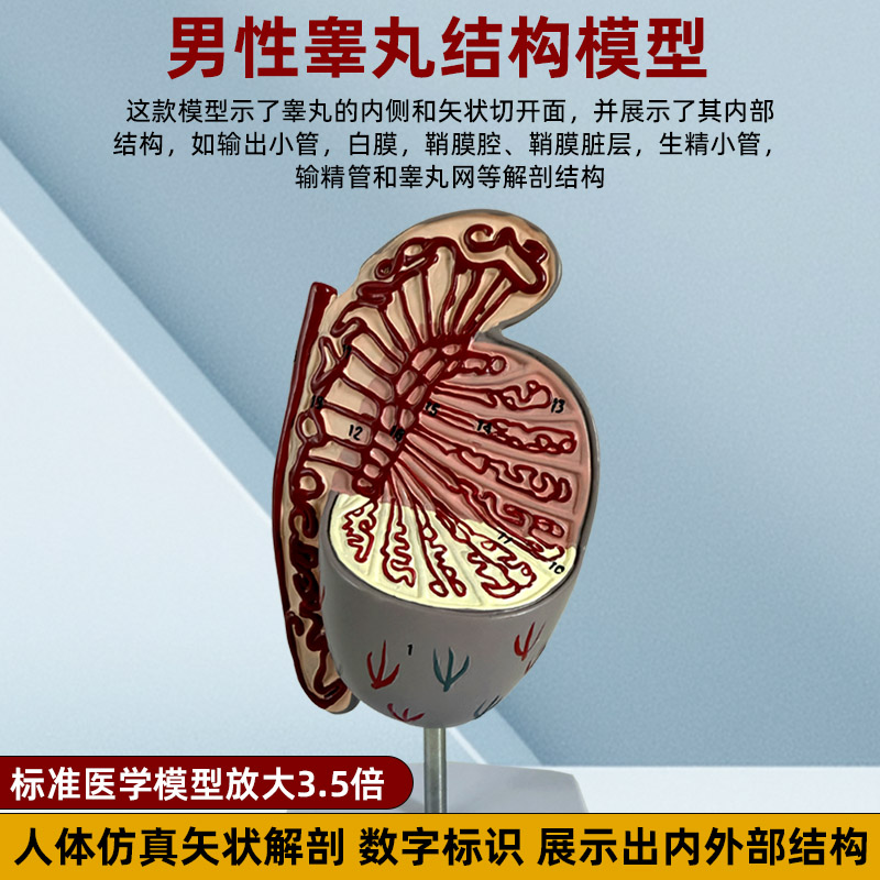 男性生殖系统睾丸结构解剖