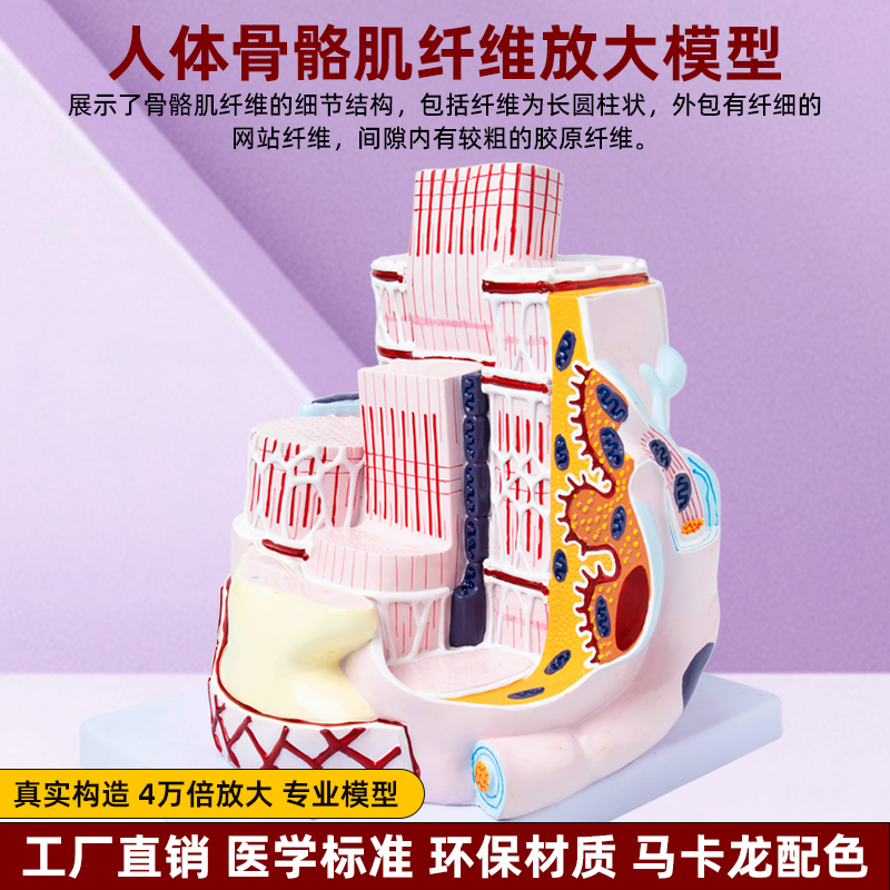 政河人体骨骼肌肉纤维4万