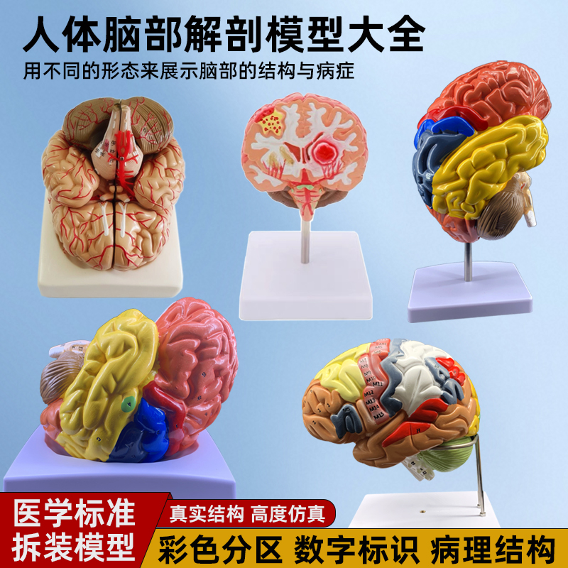优模科人体大脑解剖模型脑