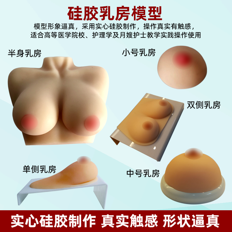 女性乳房模型双侧义乳人体