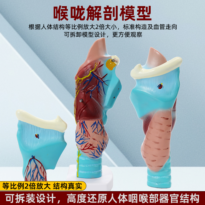 喉咙解剖咽喉模型 2倍放