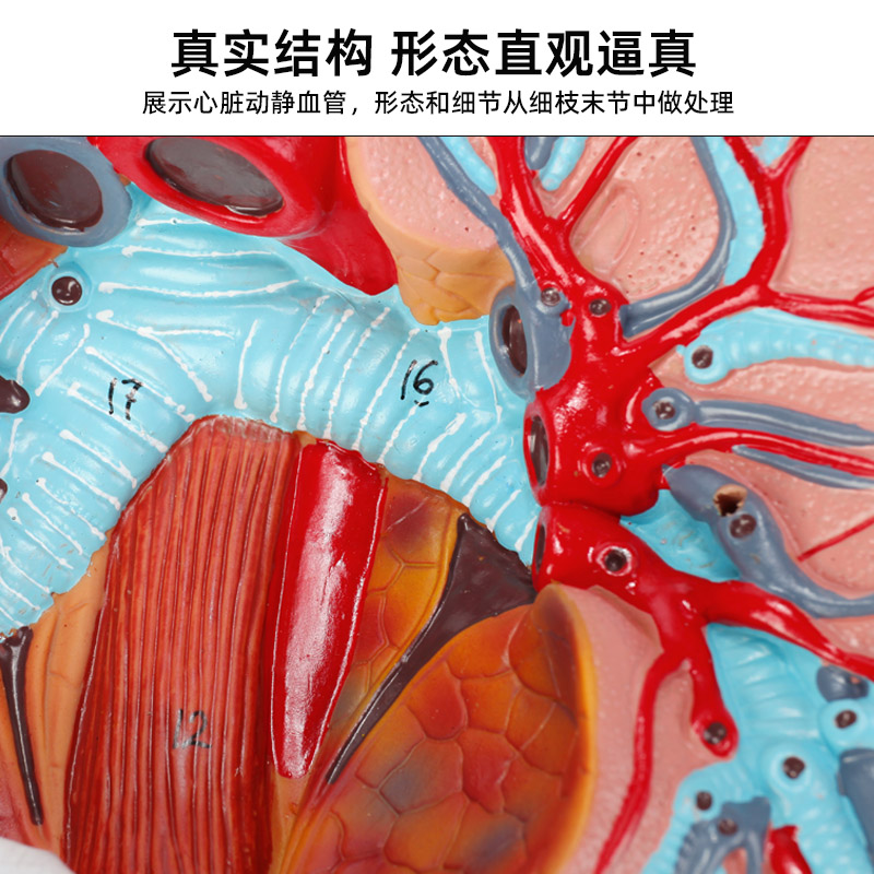 自然大人体喉心肺模型喉咙