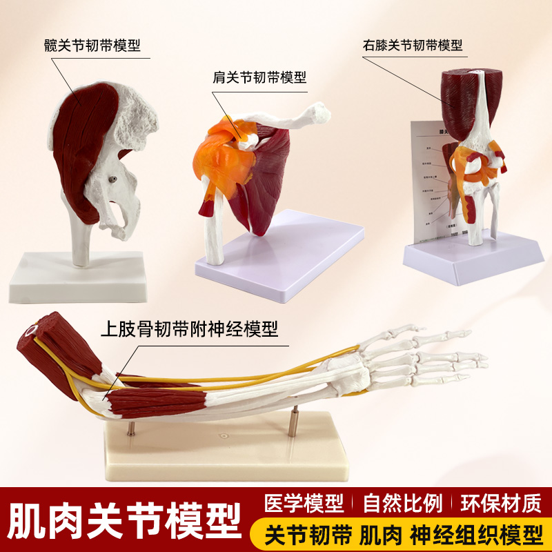 人体关节附肌肉模型 髋关