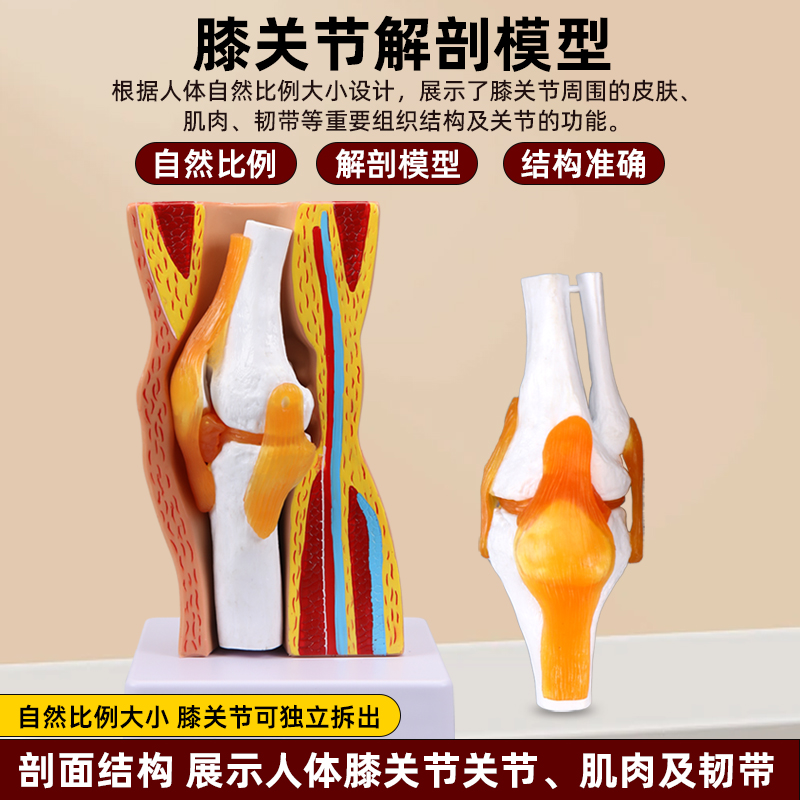 人体膝关节功能模型半月板