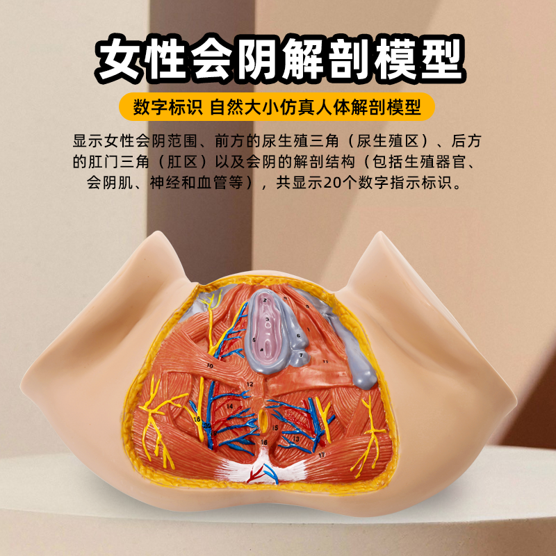 政河女性会阴器官结构解剖
