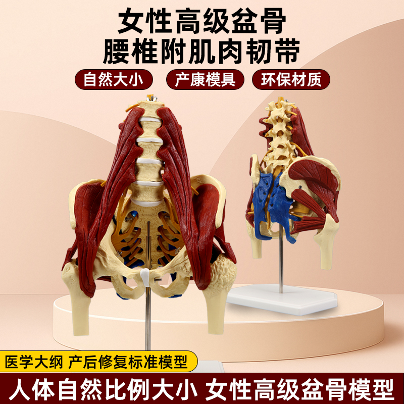 人体腰椎带肌肉骨盆模型 