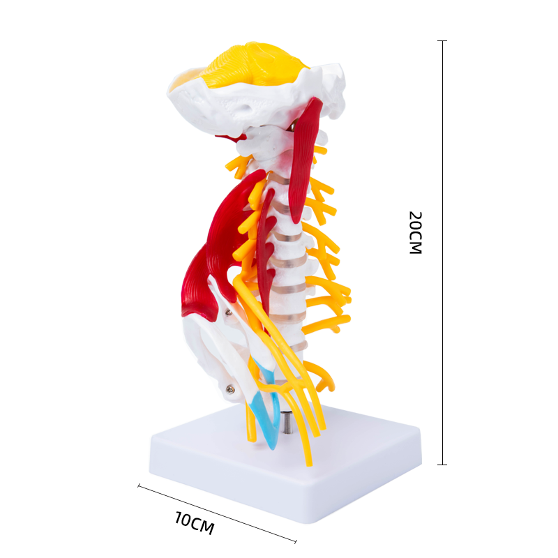 政河 人体高级颈椎模型附