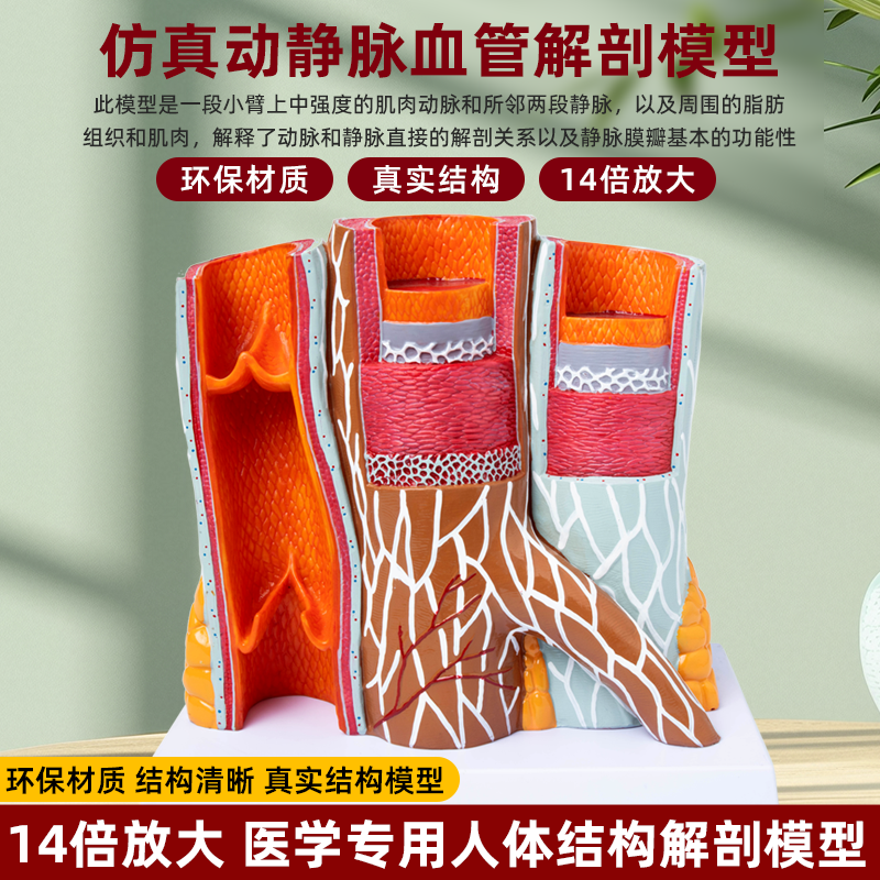 政河 人体动静脉血管模型