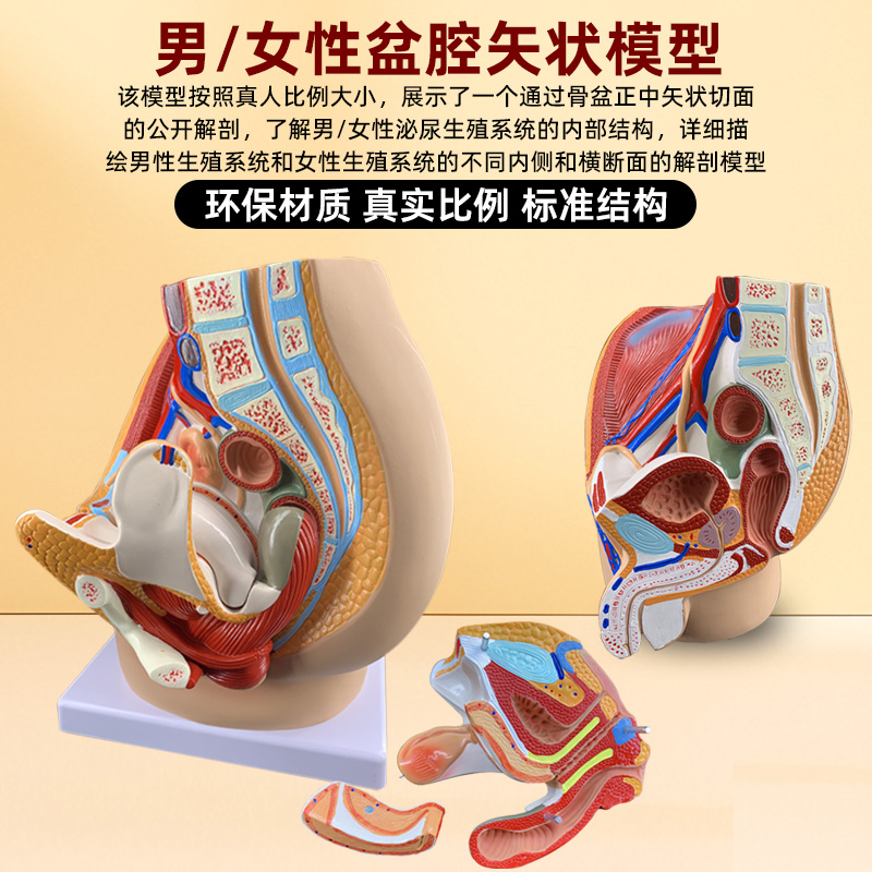 男女性生殖系统器官解剖模