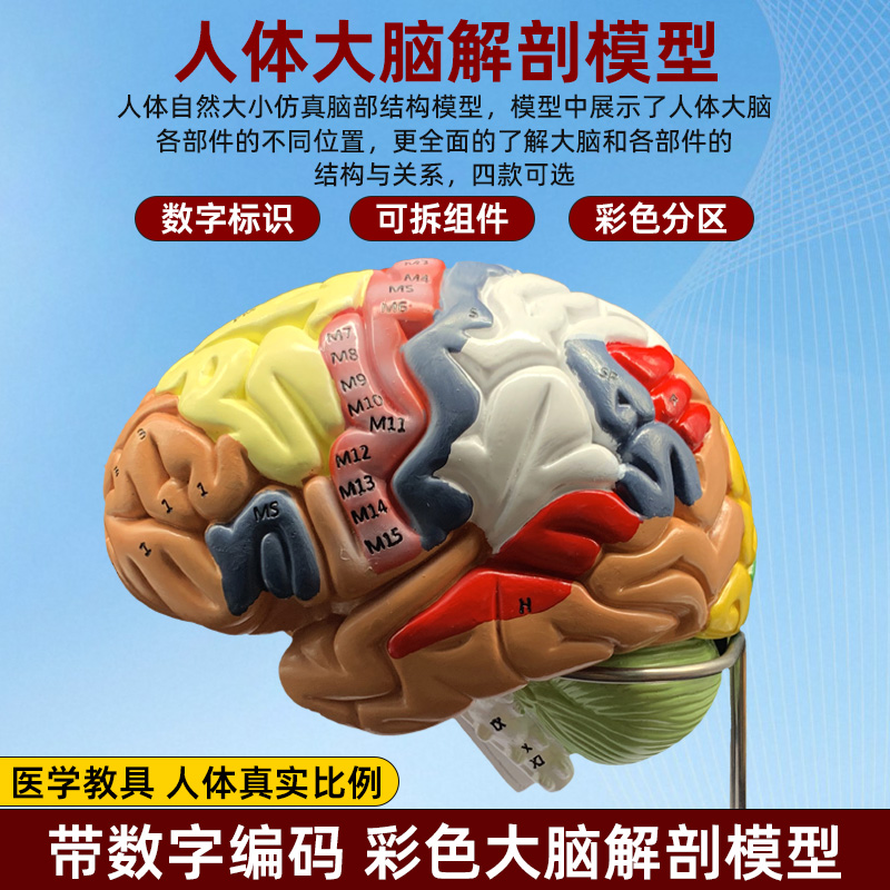 优模科人体大脑解剖模型脑