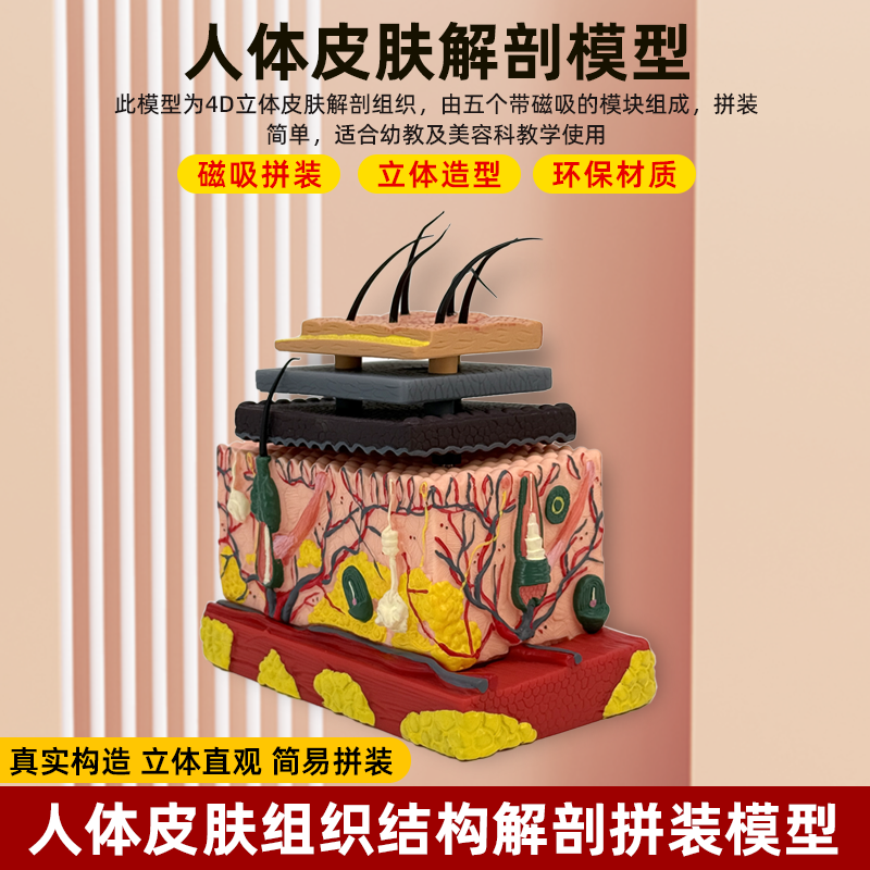 人体立体皮肤和毛发毛囊结