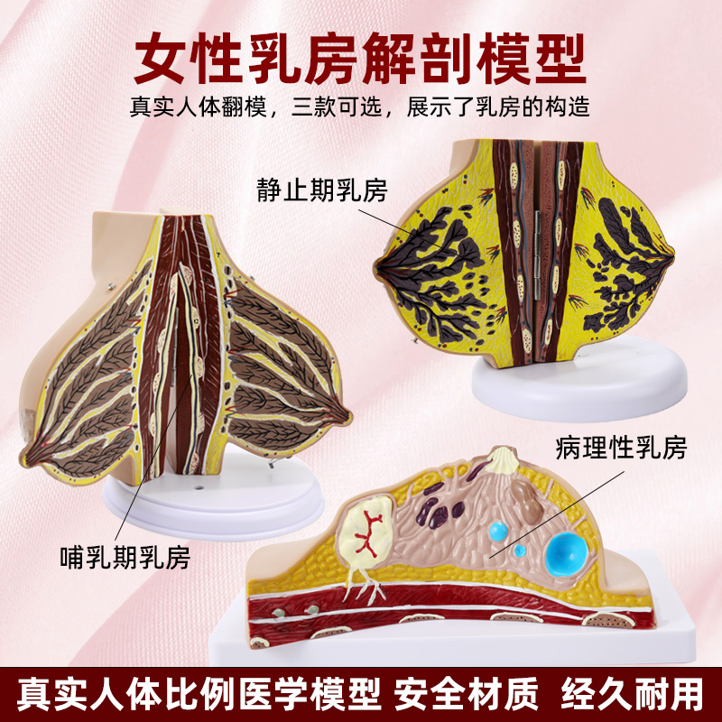 人体乳房结构解剖模型女性