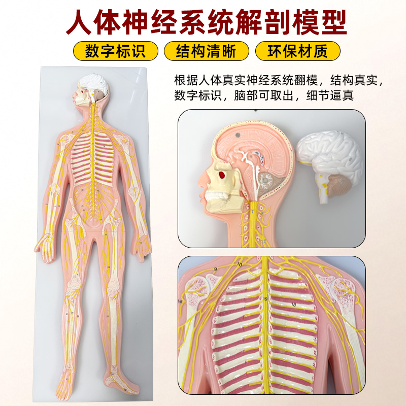 人体神经系统解剖模型 中