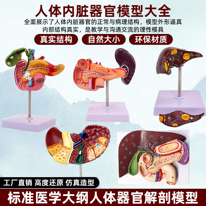 人体仿真肝脏模型肝解剖模