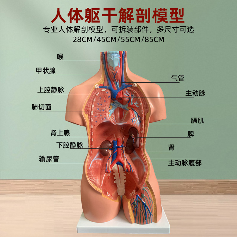 人体解剖模型器官可拆卸医