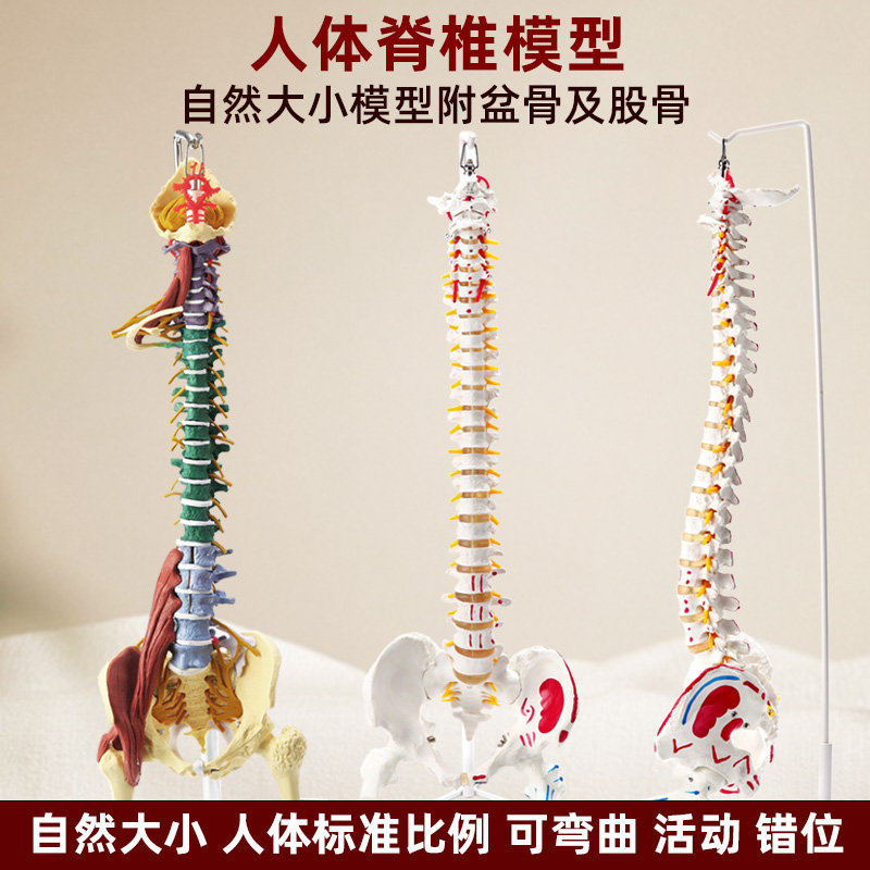政河人体脊柱脊椎骨骼架模