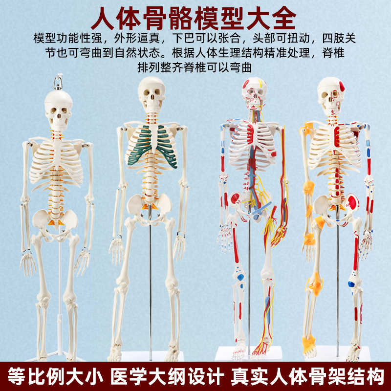 成人体肌肉骨骼结构全身骨