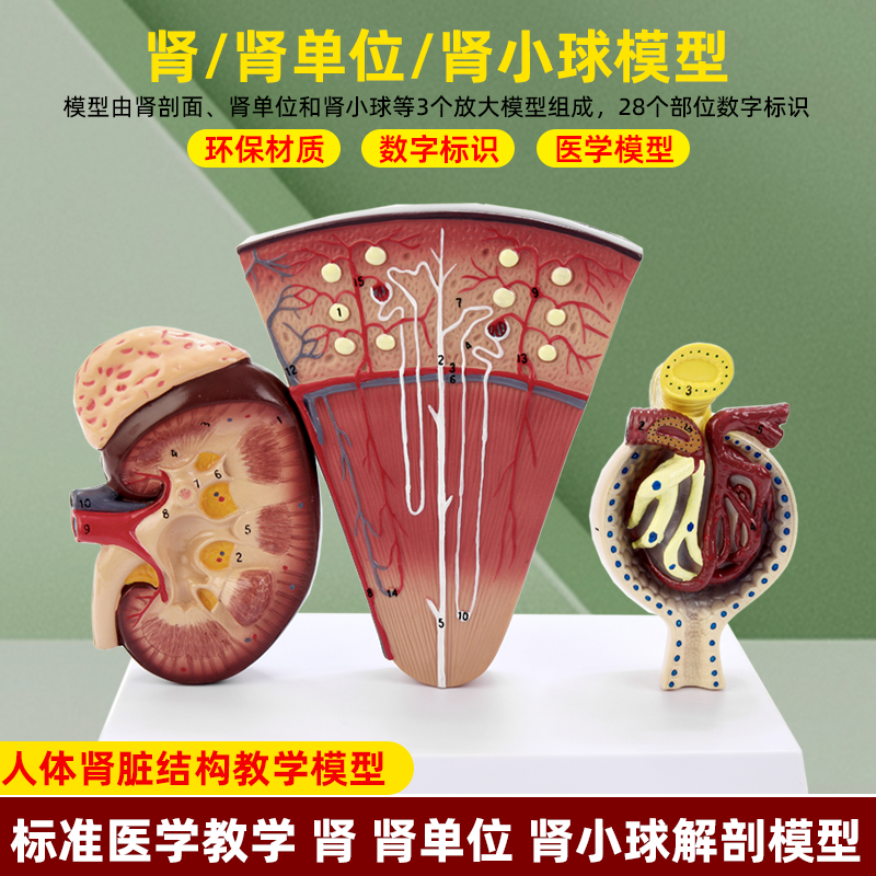 人体模型医院学校教学演示