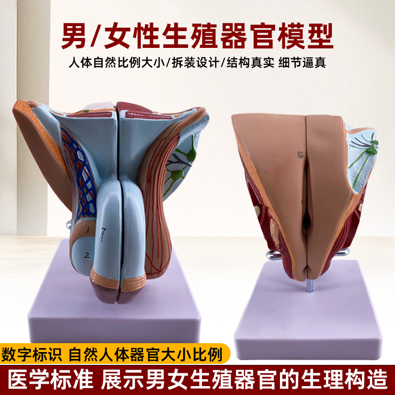 政河男女性生殖器官结构解