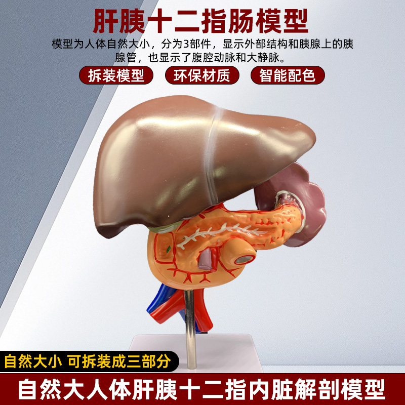 肝胰十二指肠模型肝脏模型