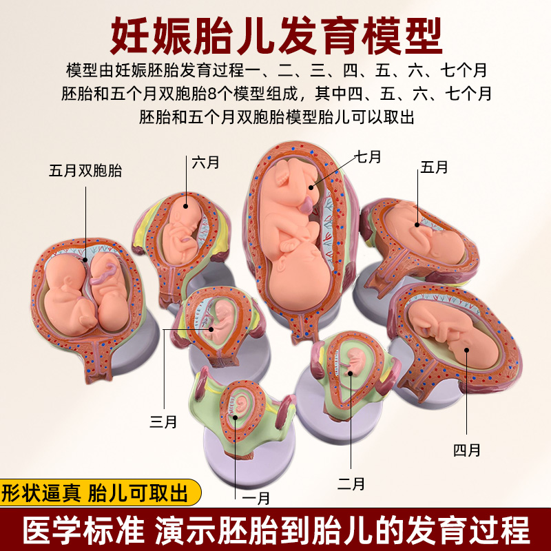 政河妊娠胚胎发育过程胎儿
