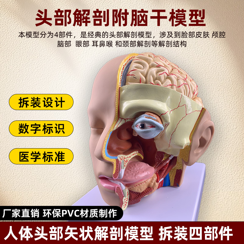 政河人体头部结构解剖模型