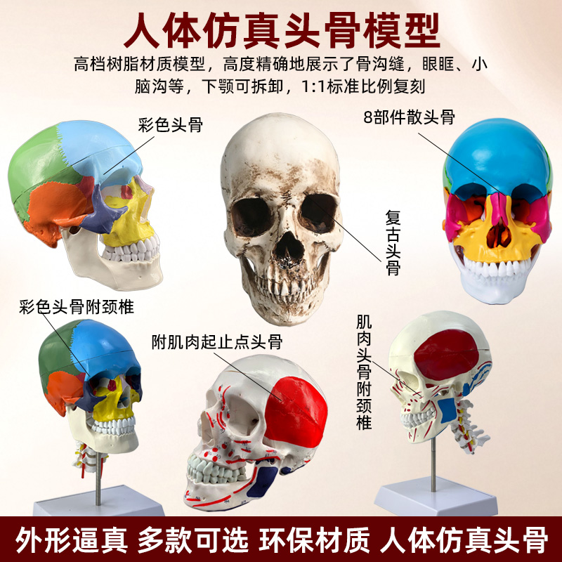 政河人体头骨模型骨骼教学