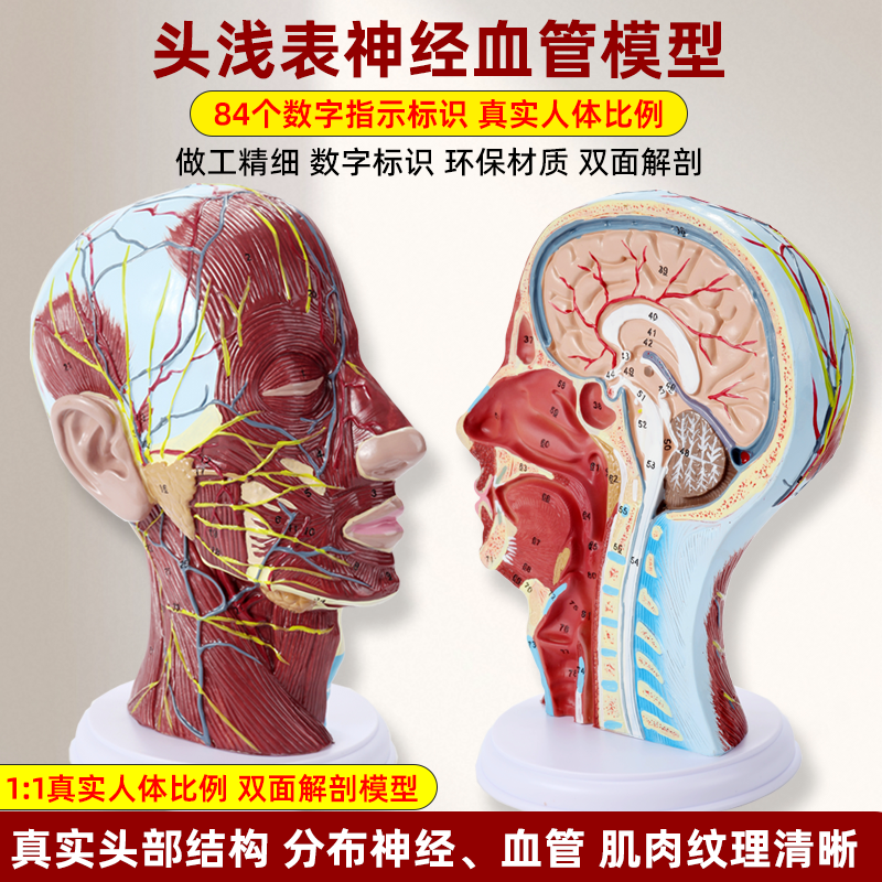 政河人体头浅表结构解剖模