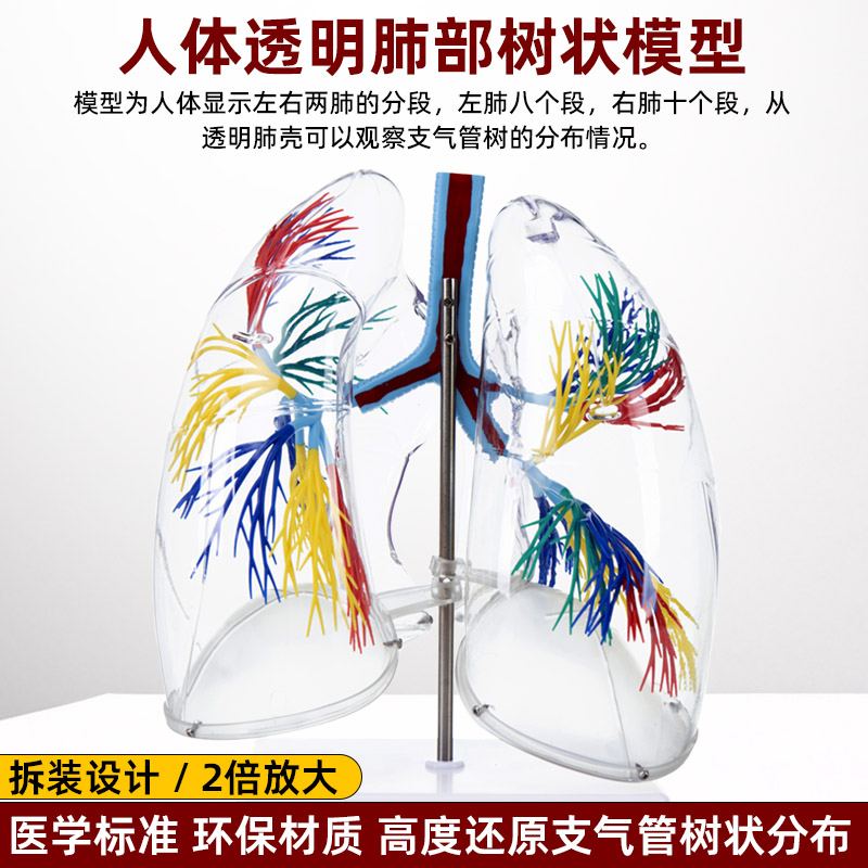 人体器官肺部模型透明肺段